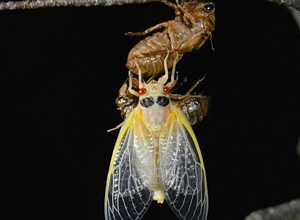 a newly molted white adult periodical cicada holds on to its shed skin