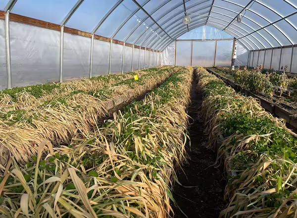 dead and alive plants in raised beds inside a plastic covered greenhouse structure