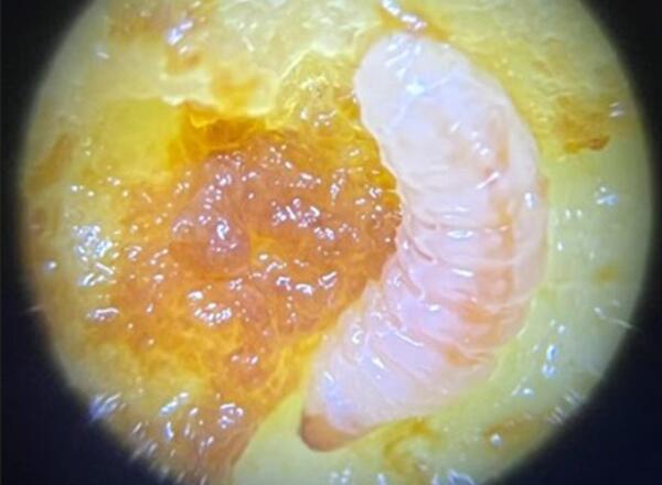 larvae inside of fruit