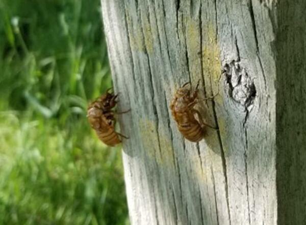 cicada nymph molts