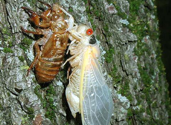 cicada nymph emerging from shell on tree