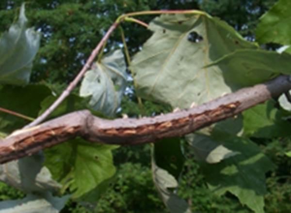 cicada injury on tree