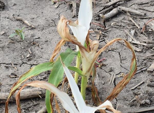 sweet corn seedling leaves bleached white due to herbicide sensitivity