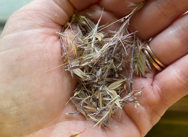 a hand holding different types of grass seeds