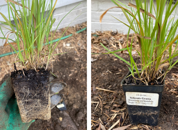 a potted grass with roots showing in left image and pot showing in right image