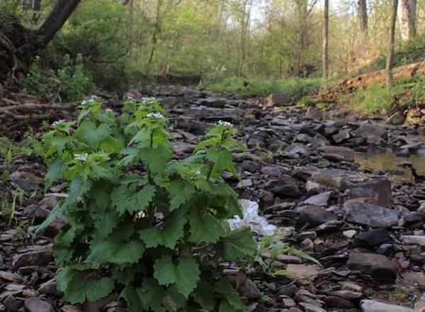 Clump of garlic mustard growing in a forest.