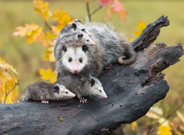 Virginia opossum carrying her babies on her back.