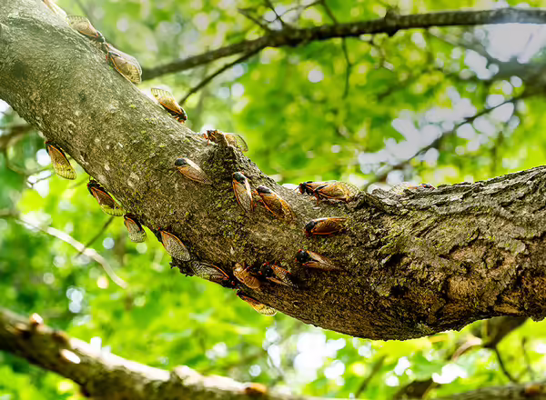 A group of periodical cicadas brood together on a tree branch.