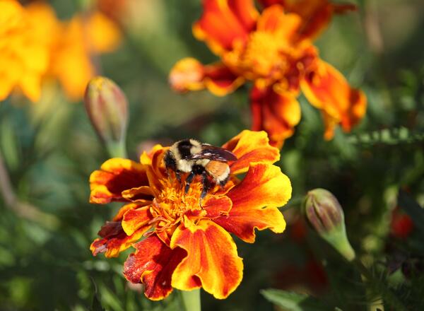Rusty pathed bumblebee on marigold flower.