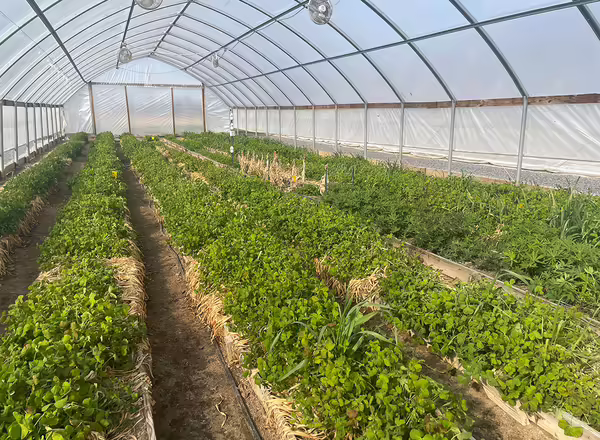 green clover growing inside high tunnel