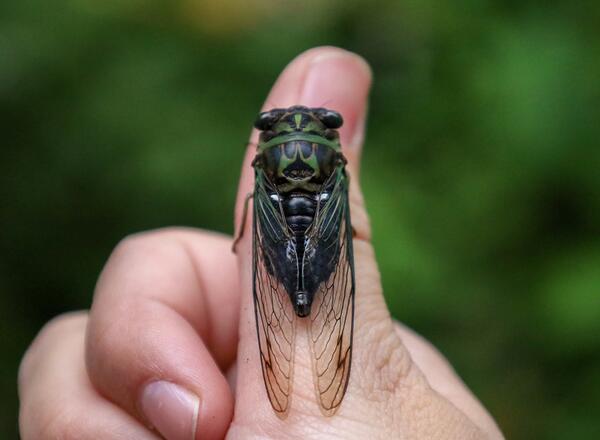Up-close view of dog-day cicada on the side of a person's thumb.