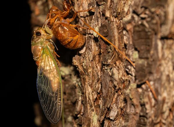 Dog-Day Cicada emerged from exoskeleton on the side of a tree.