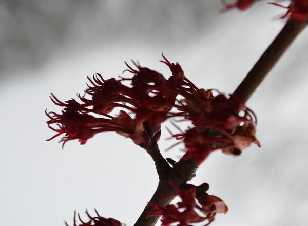 hybrid maple flowering during a snow event in late winter