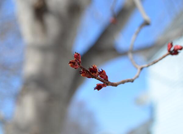 hybrid maple flower buds