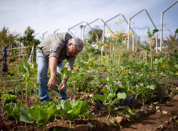 Man tends to a garden in the sunlight.
