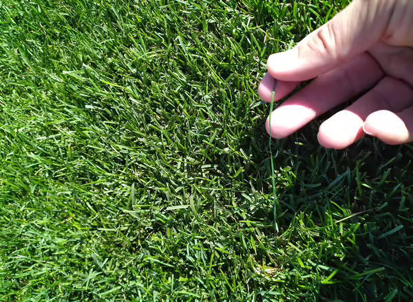 Hand holding a plastic grass fiber