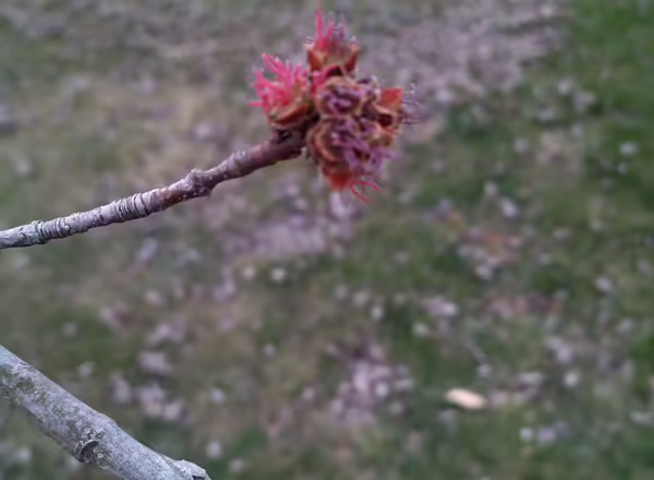 silver maple flowers