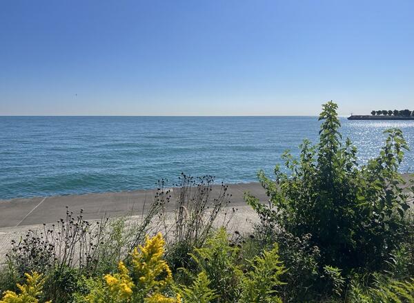 View of Lake Michigan and native plants.