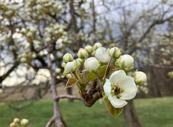 open pear flower blossom on tree