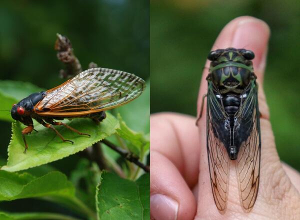 Two up-close views of cicadas with periodical on the left and dog-day species on right.