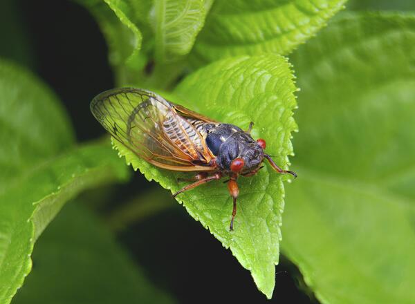 Periodical cicada sitting on a hydrangea leaf.