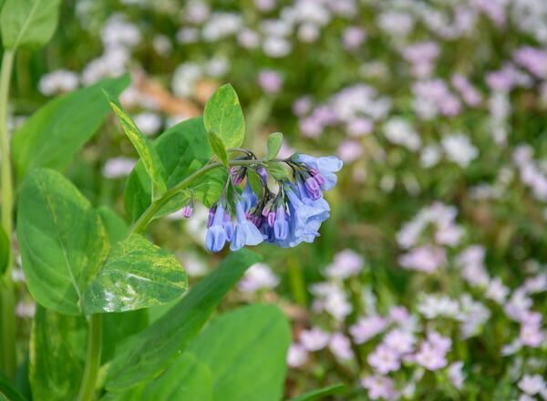 Virginia bluebell flowers