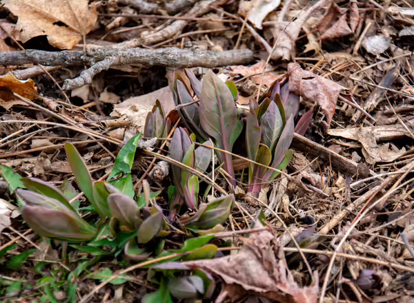 Emerging Virginia bluebell plant.