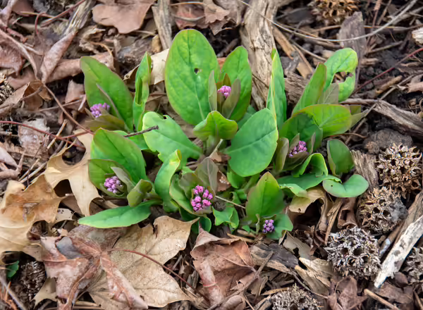 Pink flower buds of Virginia bluebell