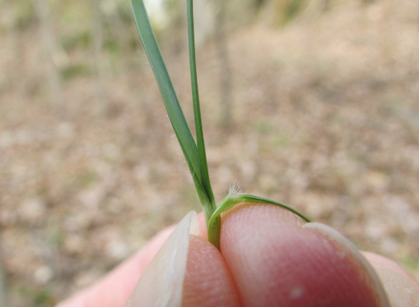tufts of hairs at base of leaf blade held in hand