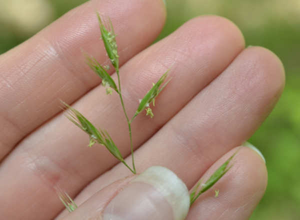 close up of grass seeds held in hand