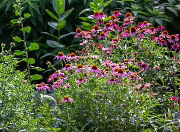 Purple coneflowers in a garden.