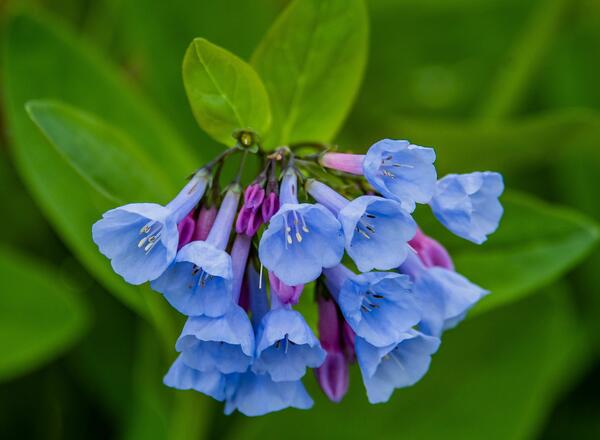 Virginia bluebell flowers.