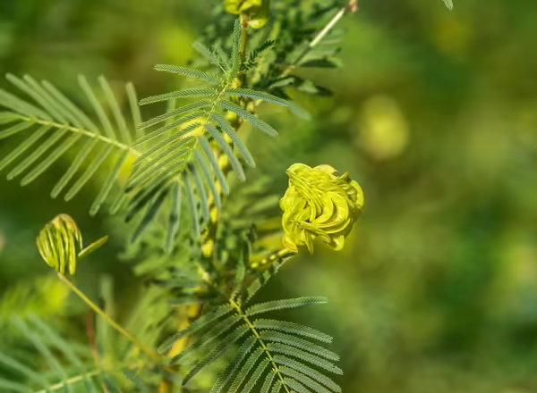 Illinois bundleflower in the spring