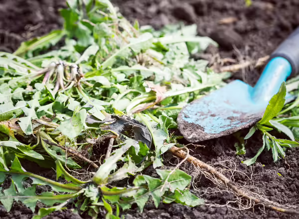 Weeding a garden - trowel and pulled weeds laying on ground.