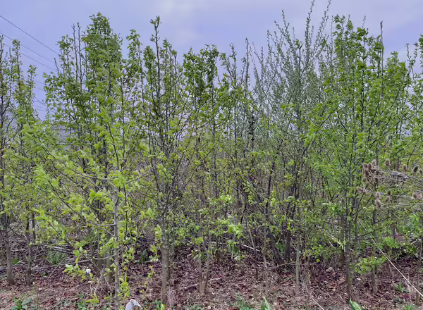 thicket of Callery pear