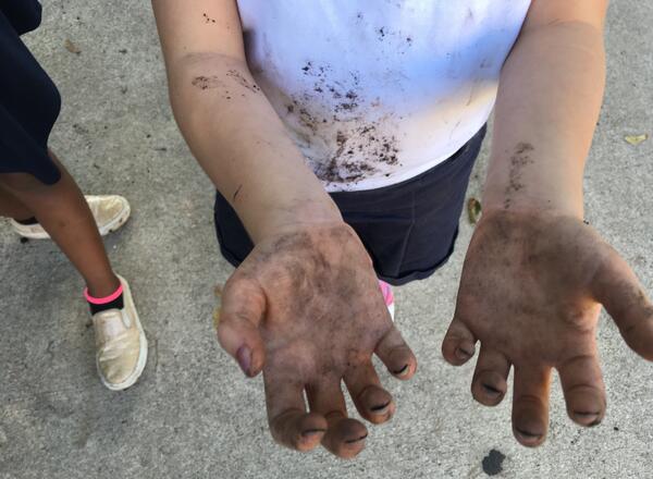 Child's hands covered in dirt after helping in the garden.