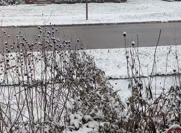 Native plants in the winter.