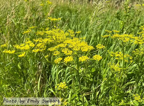 Wild parsnip in full bloom