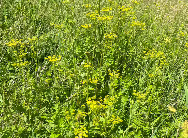 Wild parsnip plant