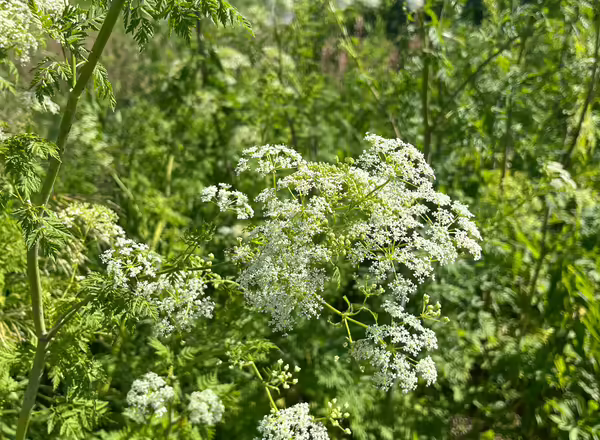 Poison hemlock bloom