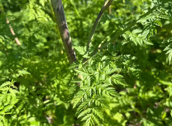 Poison hemlock leaf
