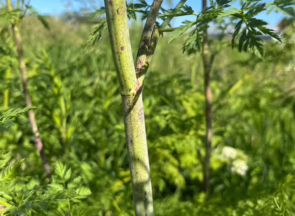 Poison hemlock stem