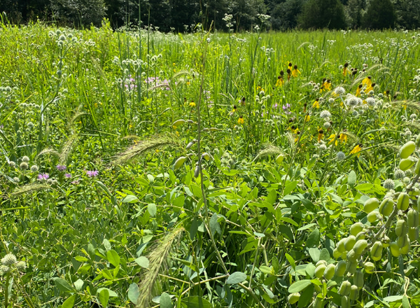 wildflowers and grasses in a prairie restoration
