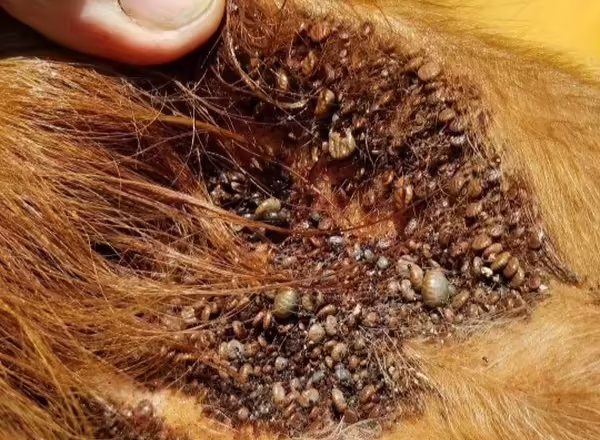 Asian Longhorned Ticks on Ear of Cow