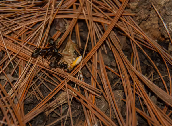 carpenter ants feeding on a newly emerged cicada