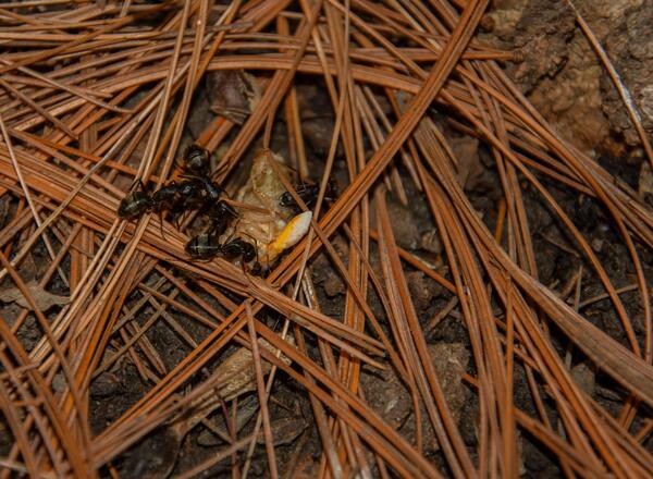 carpenter ants feeding on a newly emerged cicada