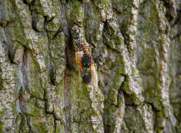 Periodical cicada with deformed wings