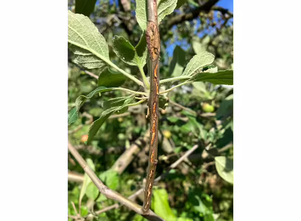 cicada damage on an apple branch