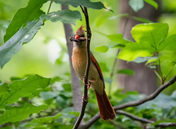 Female cardinal in a tree with a cicada in her mouth.