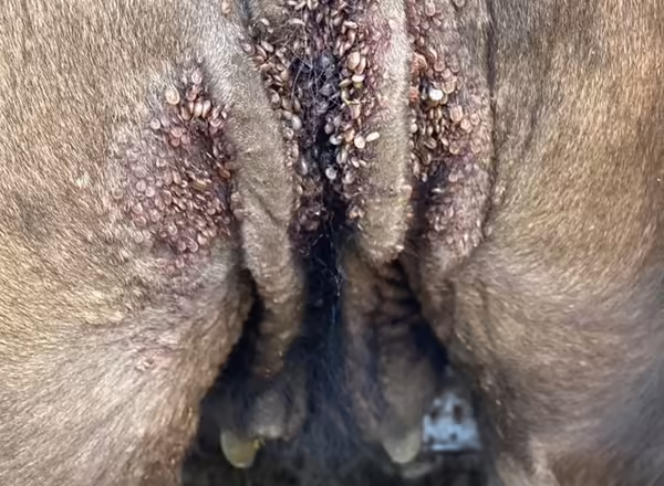 Large numbers of Asian Longhorned Tick attached to skin folds